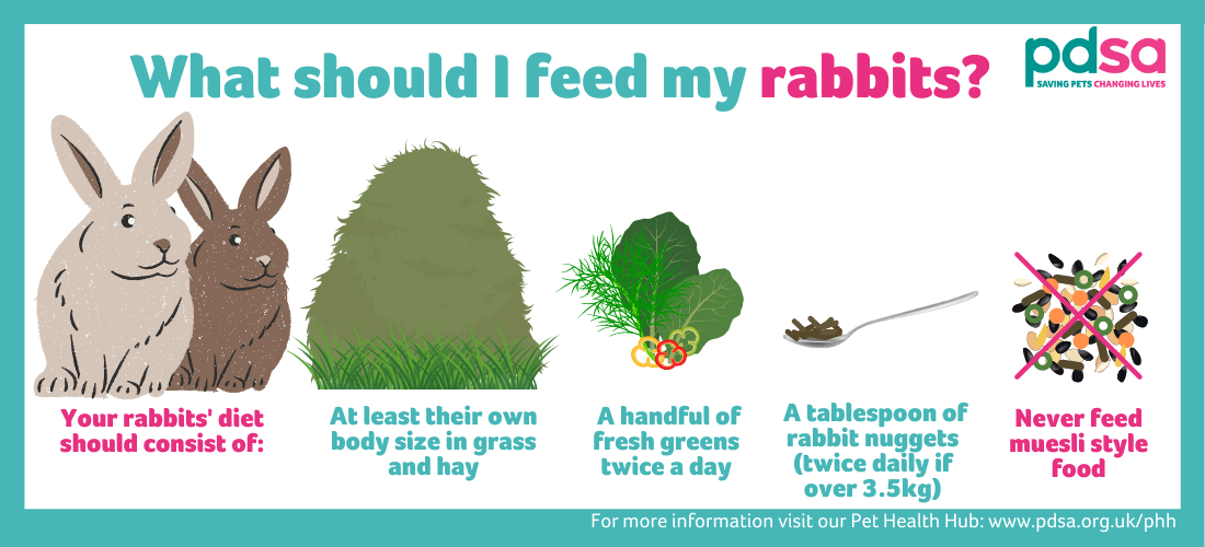How much greens should I feed my rabbit?