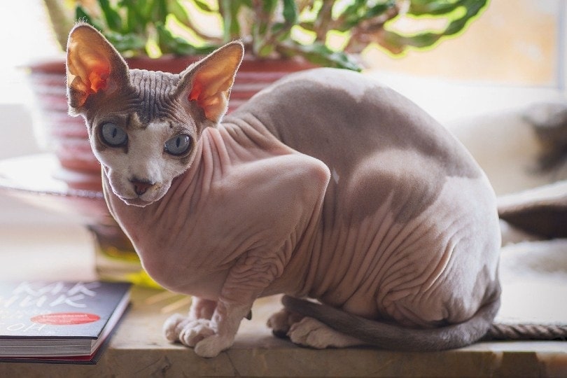 How much is the cheapest hairless cat?