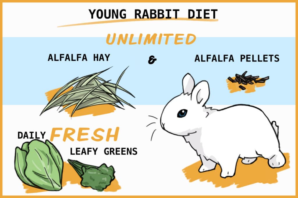 How much should you feed a 5 month old rabbit?