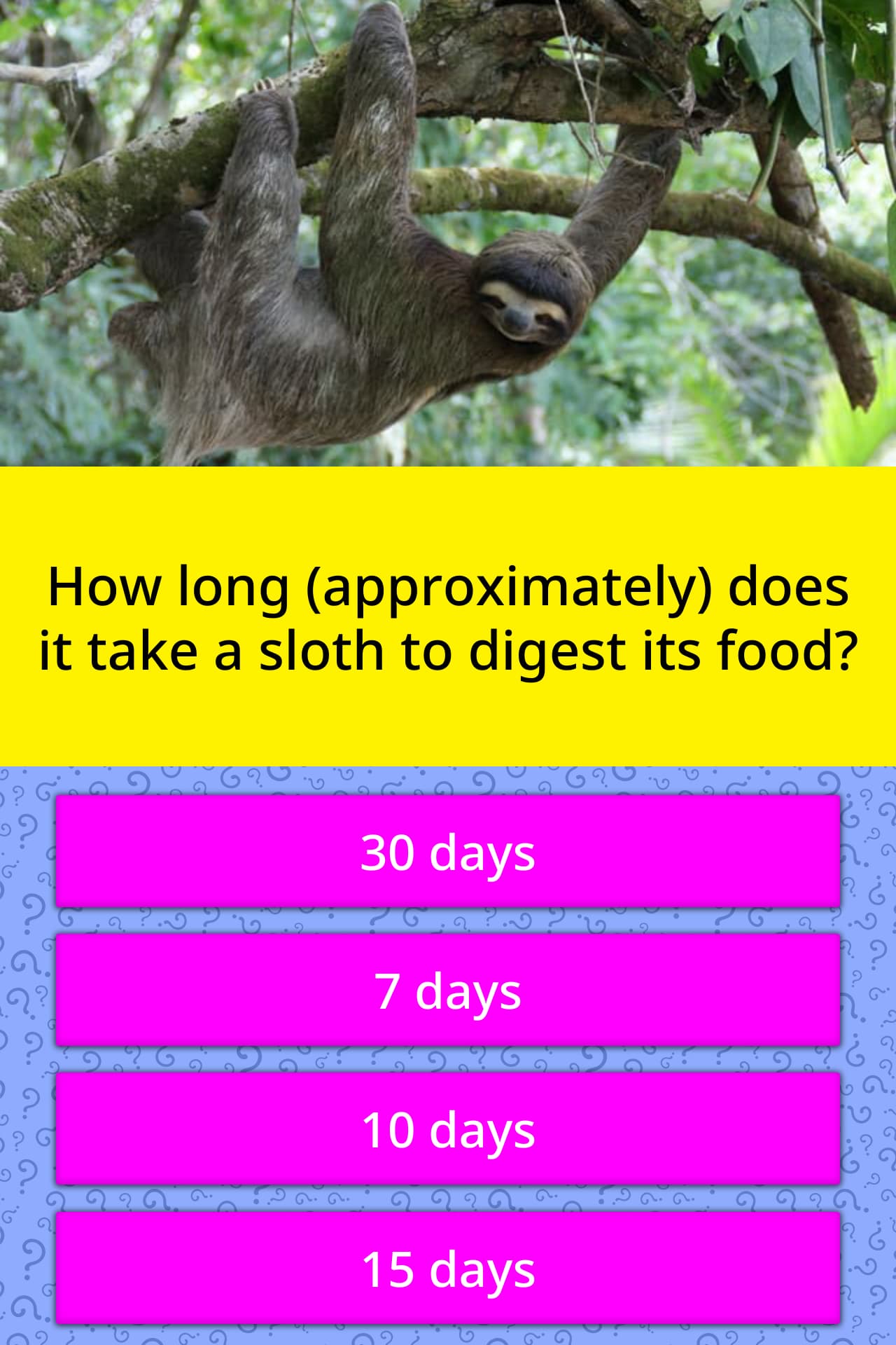 How much time a does sloth need to digest the food?