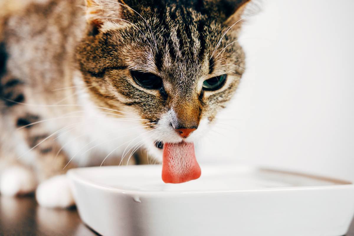 How much water should a cat drink when eating?