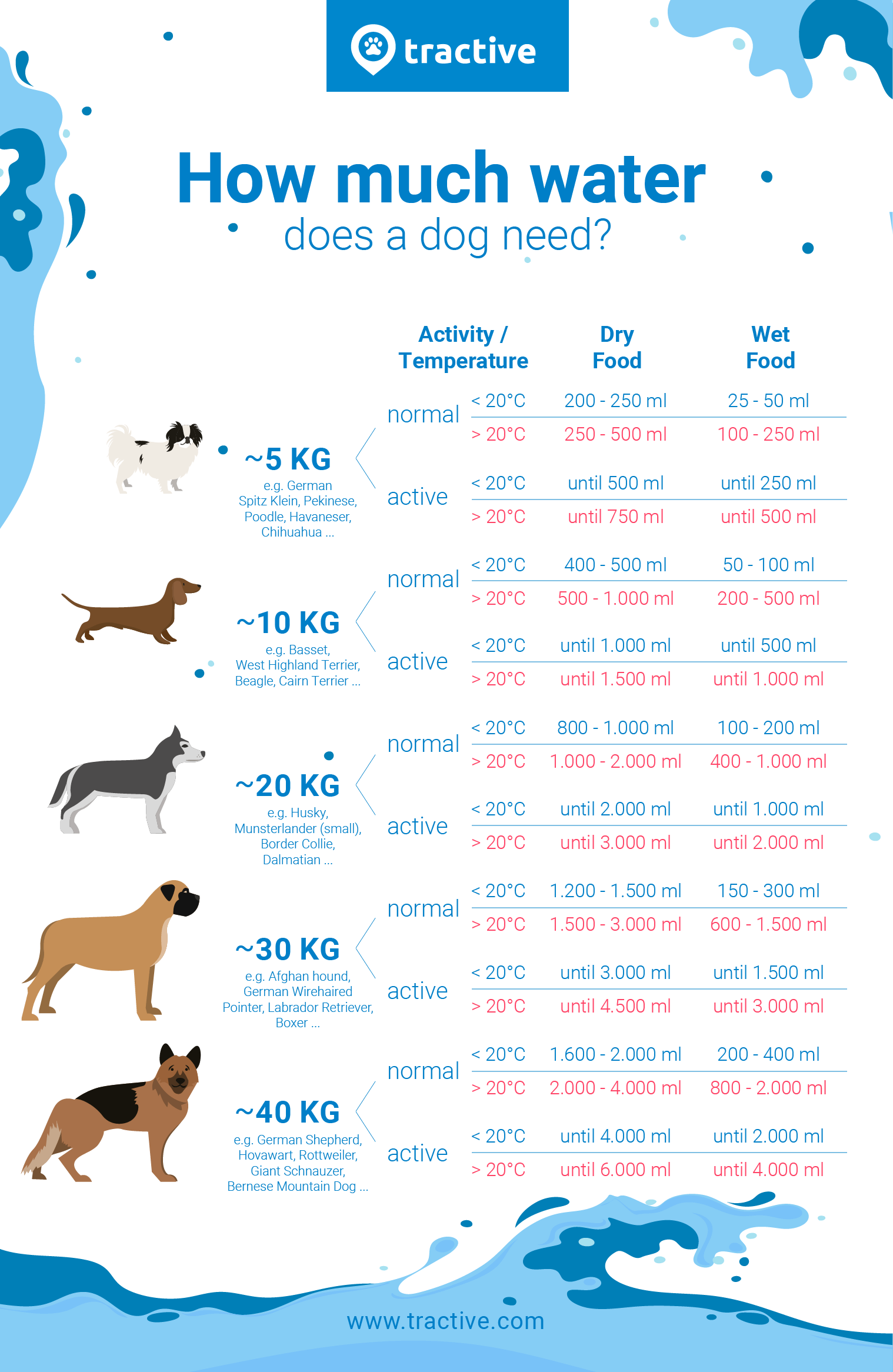How much water should a dog drink in 24 hours?