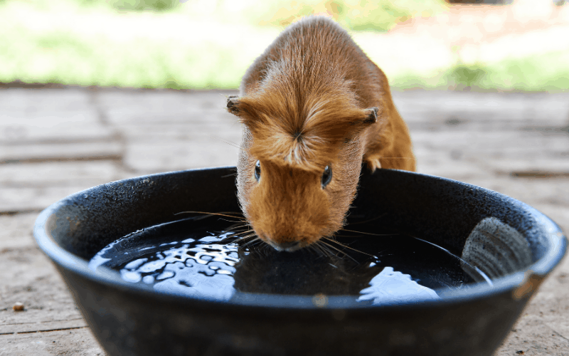 How much water should a guinea pig drink per day?