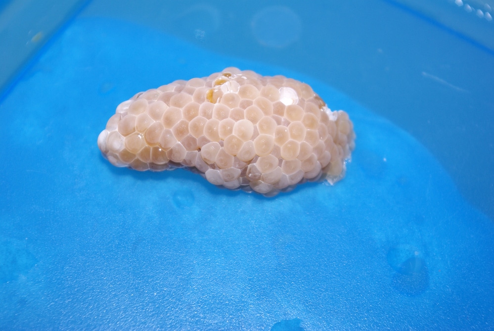 How often do aquarium snails lay eggs?