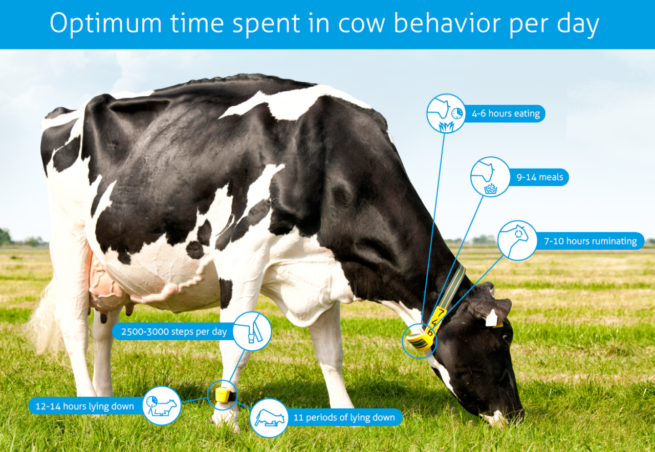 How often do dairy cows lie down per day?