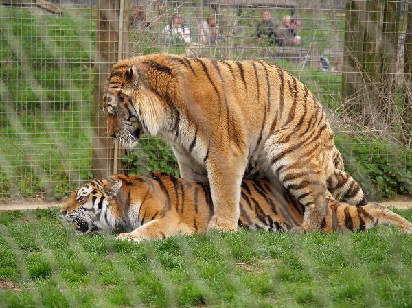 How often do Tiger Tigers mate?