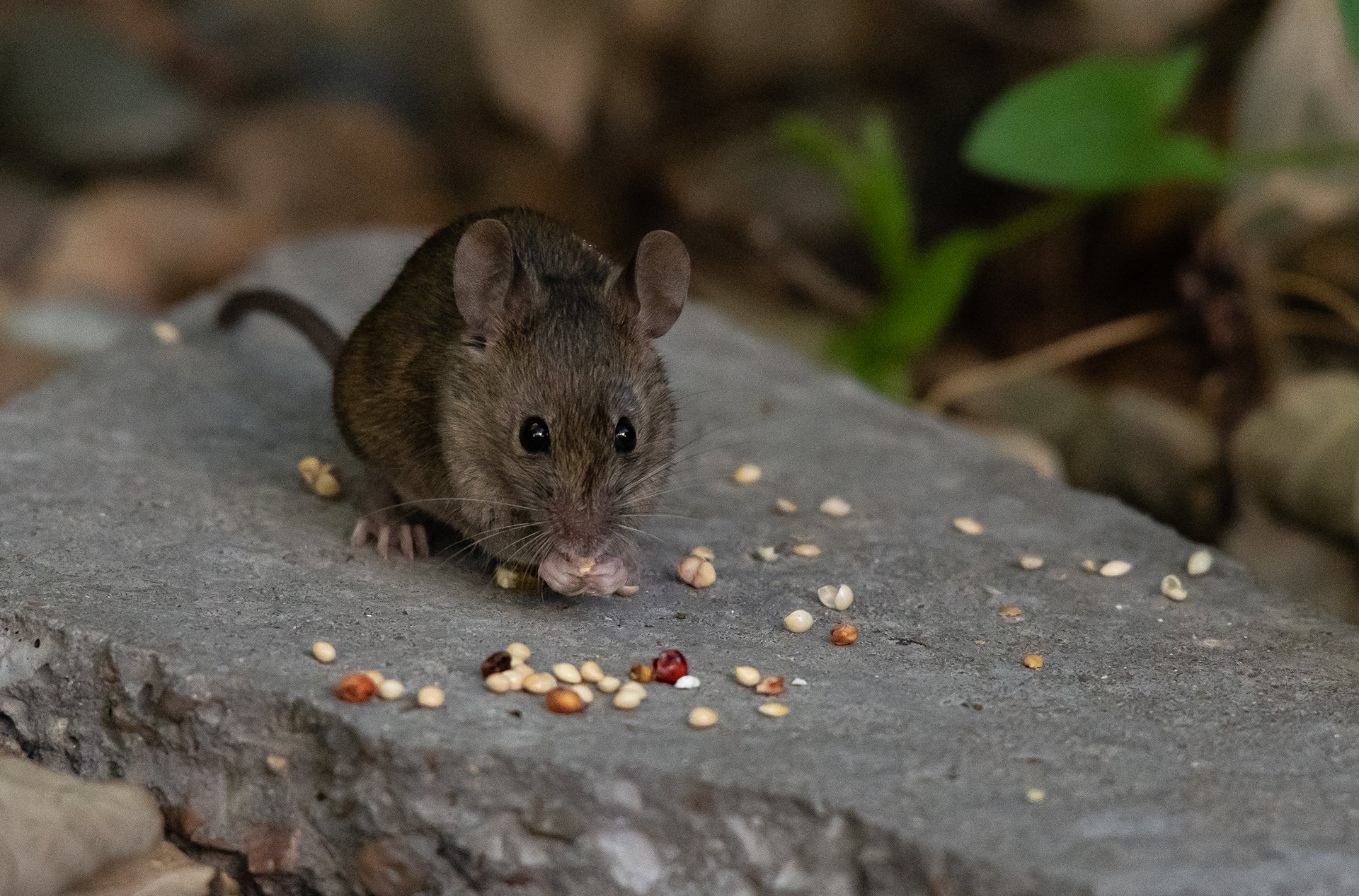 How often do wild mice eat?