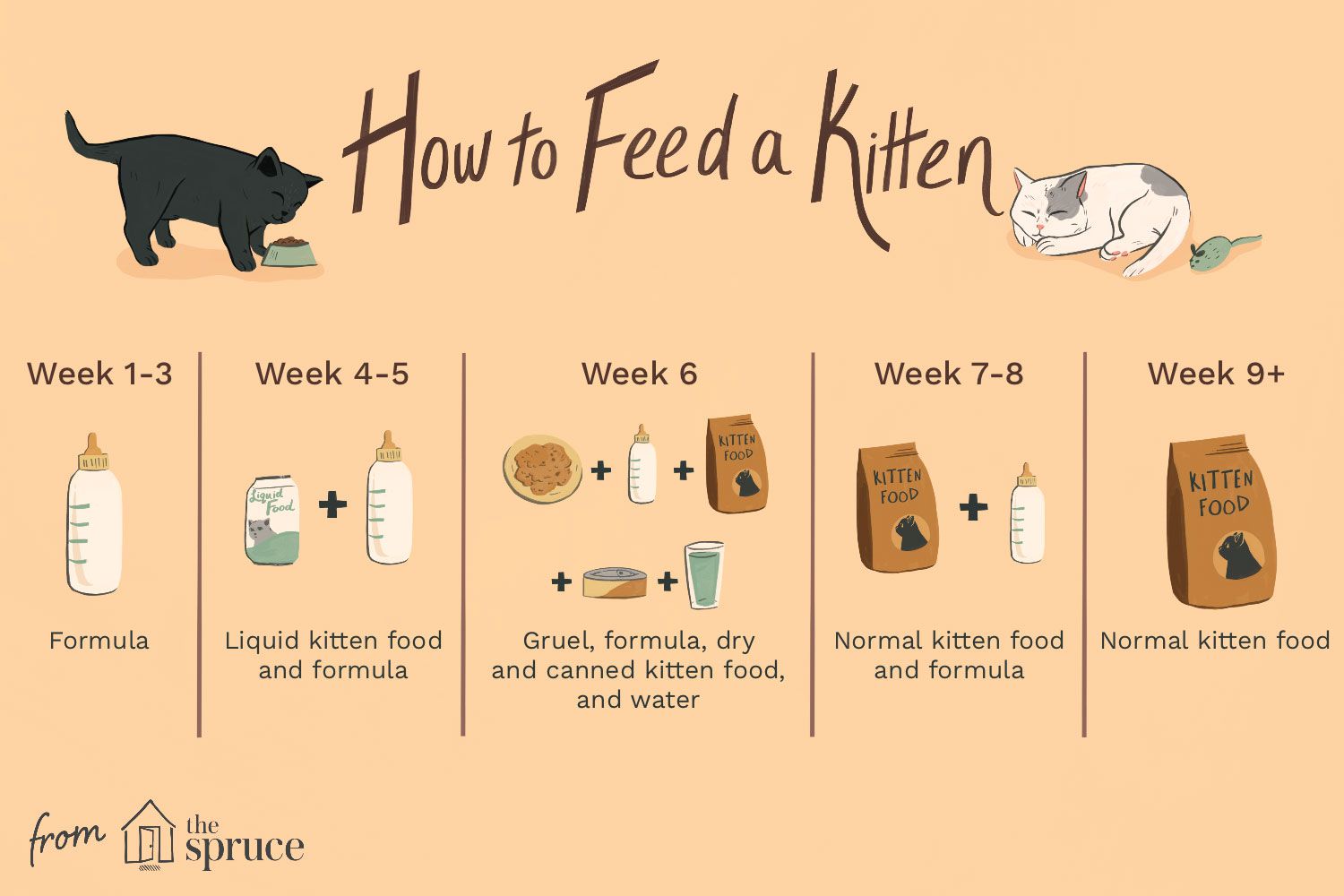 How often do you feed a 2 week old kitten?