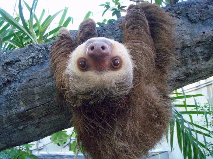 How often does a sloth go poop?