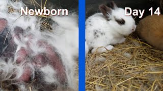 How old are baby rabbits when they grow up?