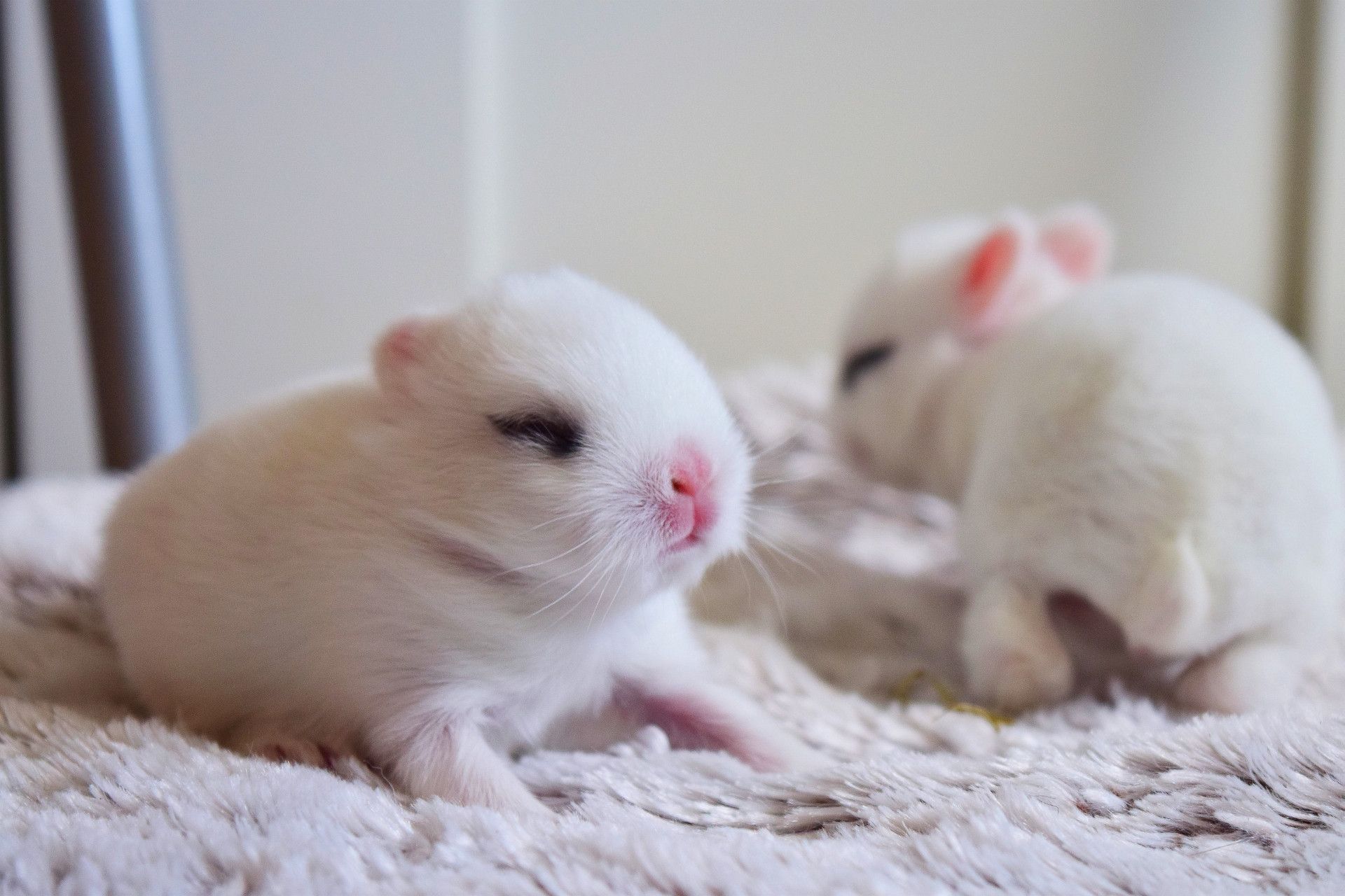 How old are baby rabbits when they start to open eyes?