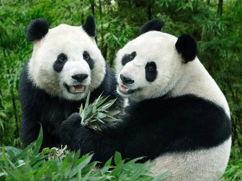 How old are Kai Kai and Jia Jia the pandas?