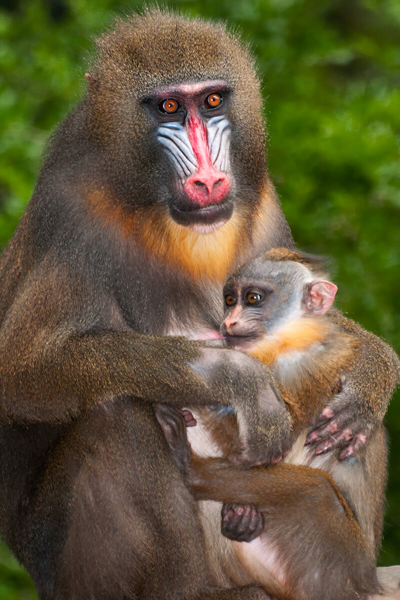 How old are mandrills when they have babies?