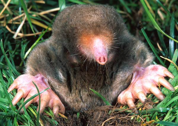 How old are moles?