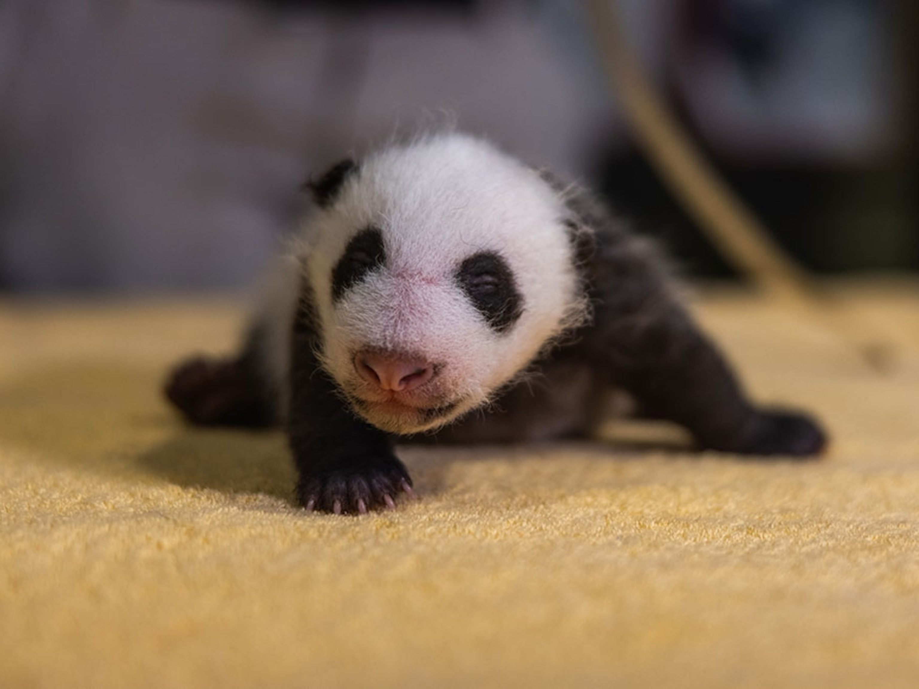 How old are pandas when they leave their mothers?