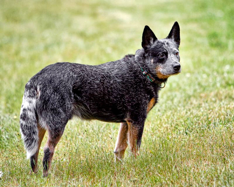 How old do Australian cattle dogs get?