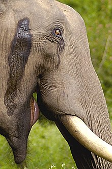 How old do Elephants have to be to musth?