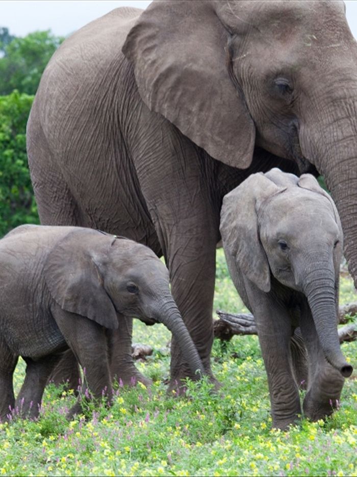 How old do female elephants have to be to breed?