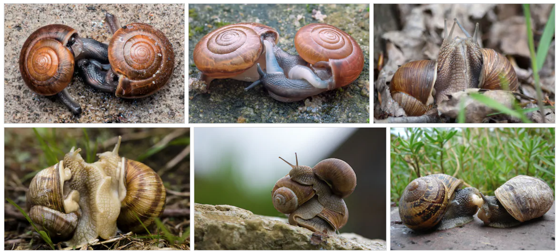 How old do garden snails have to be to reproduce?