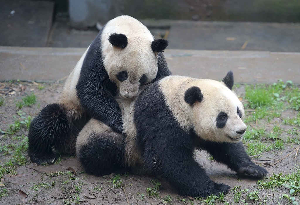 How old do giant pandas have to be to breed?