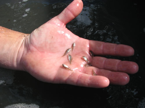 How old is a fingerling fish?