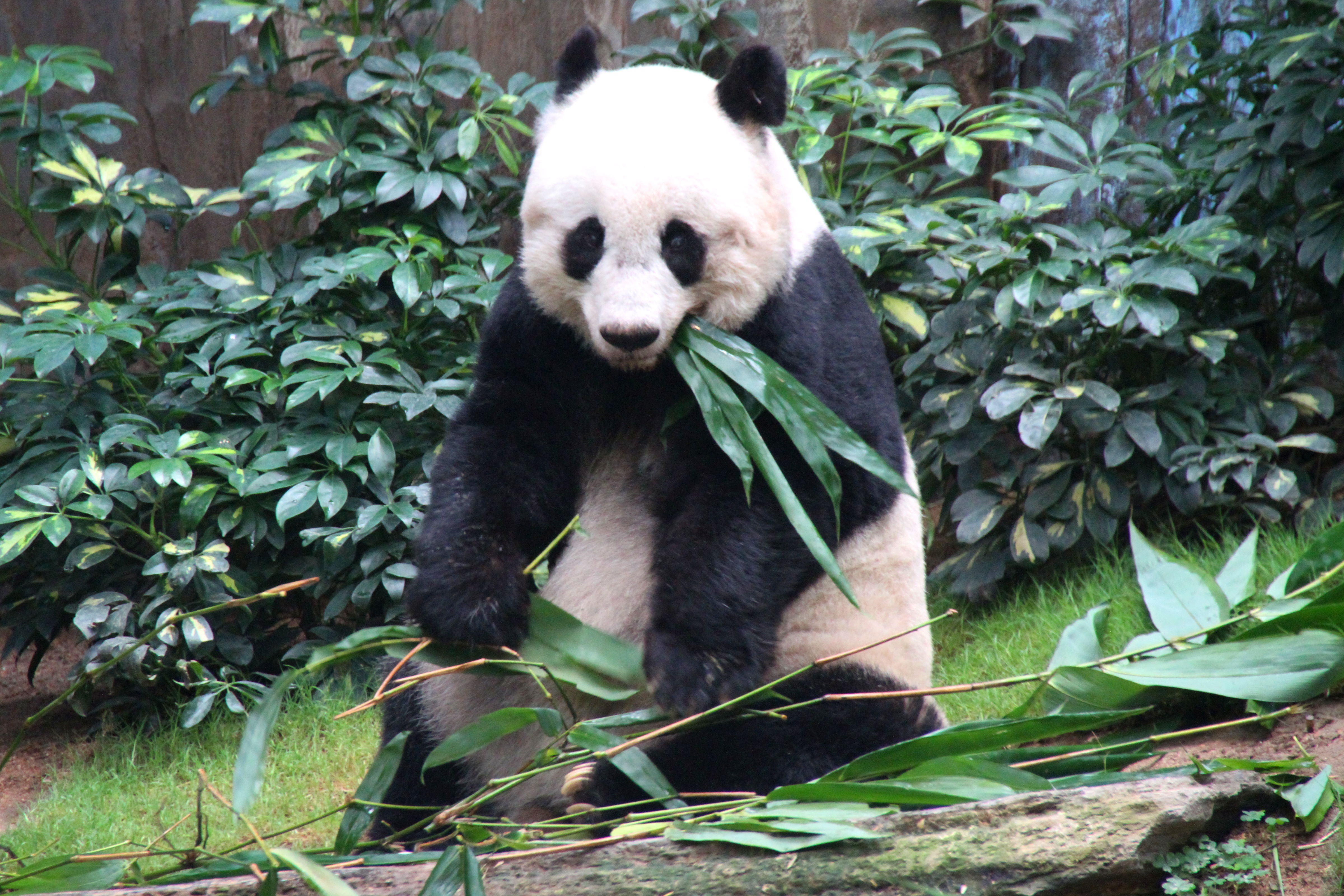 How old is Jia Jia the panda?