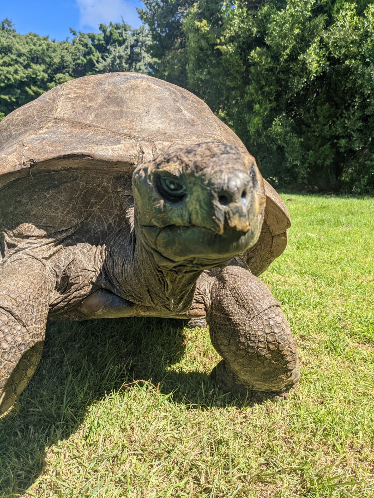 How old is Jonathan the giant tortoise?