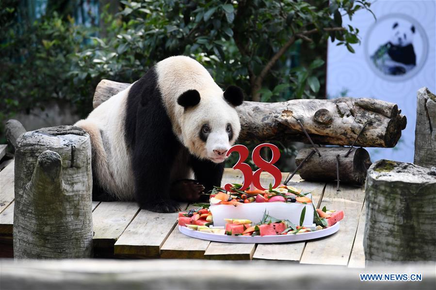 How old is the oldest giant panda in captivity?