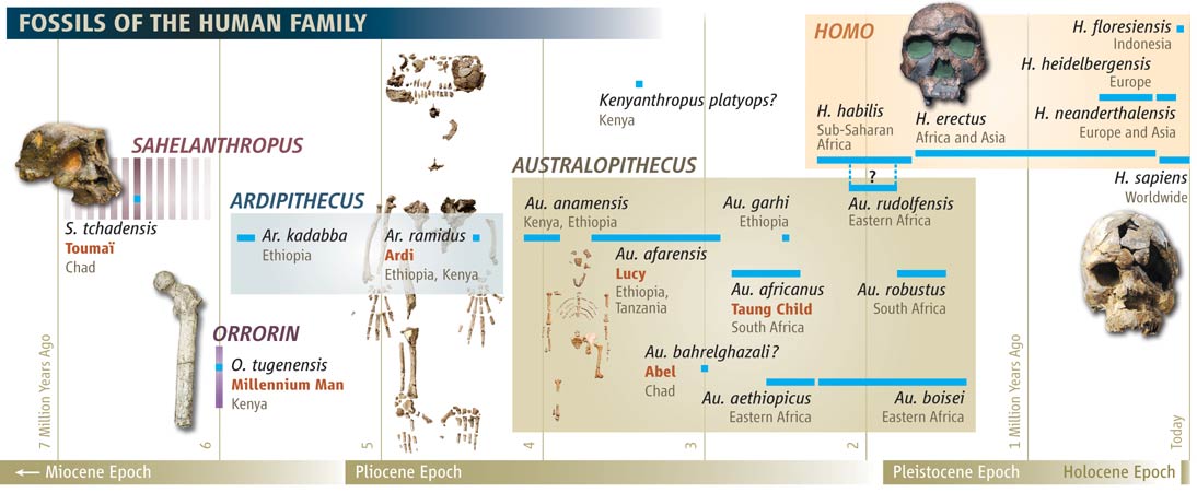 How old is the oldest hominid fossil?