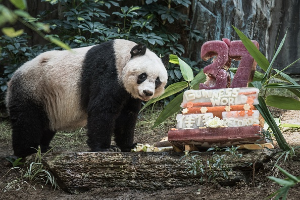 How old is the oldest panda in captivity?