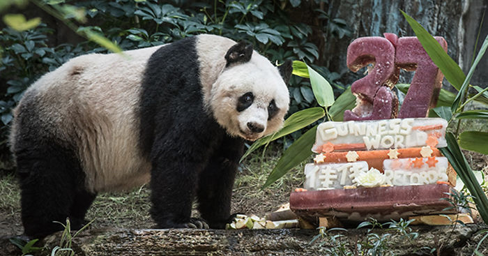 How old is the oldest panda in the world?