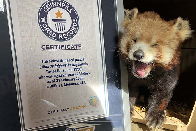 How old is the oldest red panda in the world?