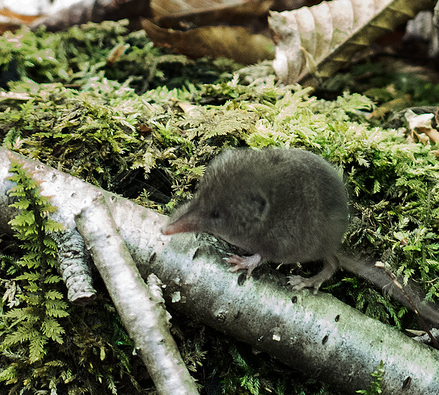 How old is the Shrew in North America?