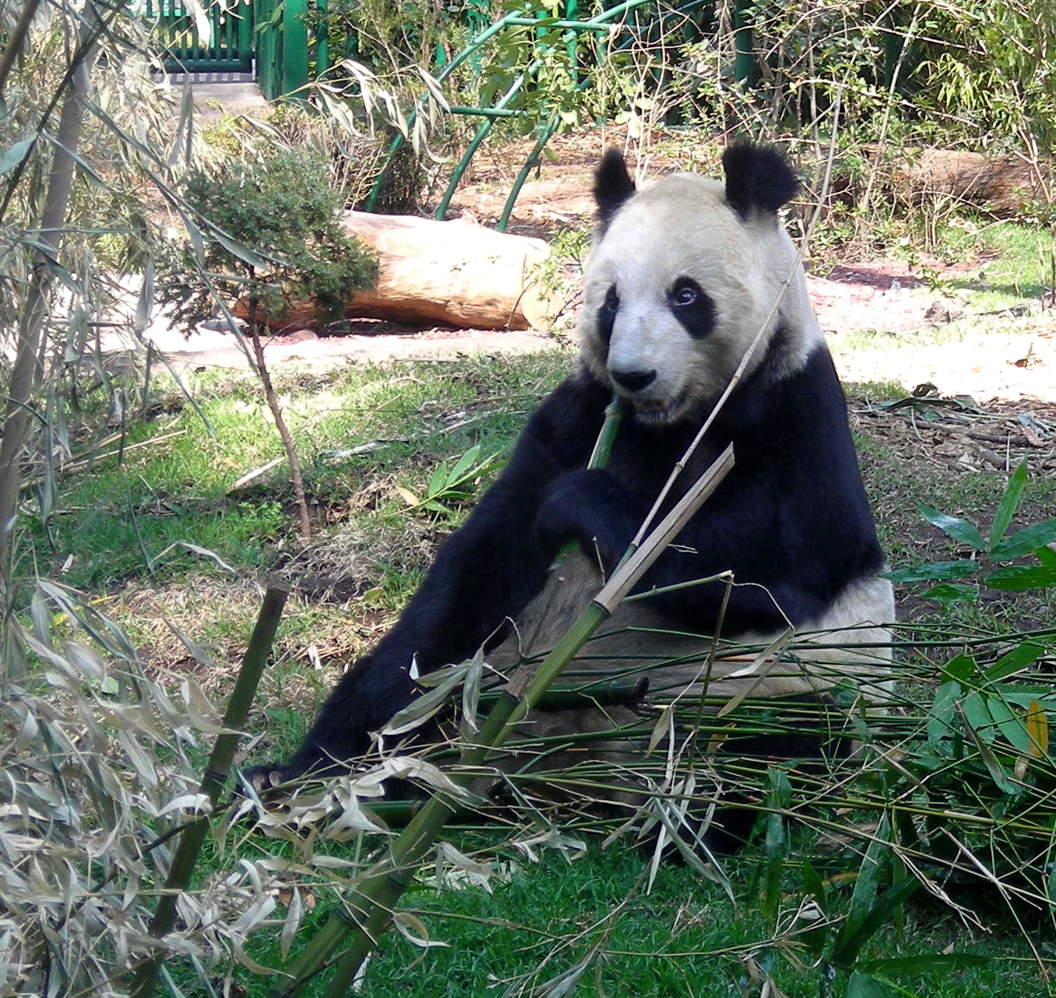 How old is Xin Xin the Panda?