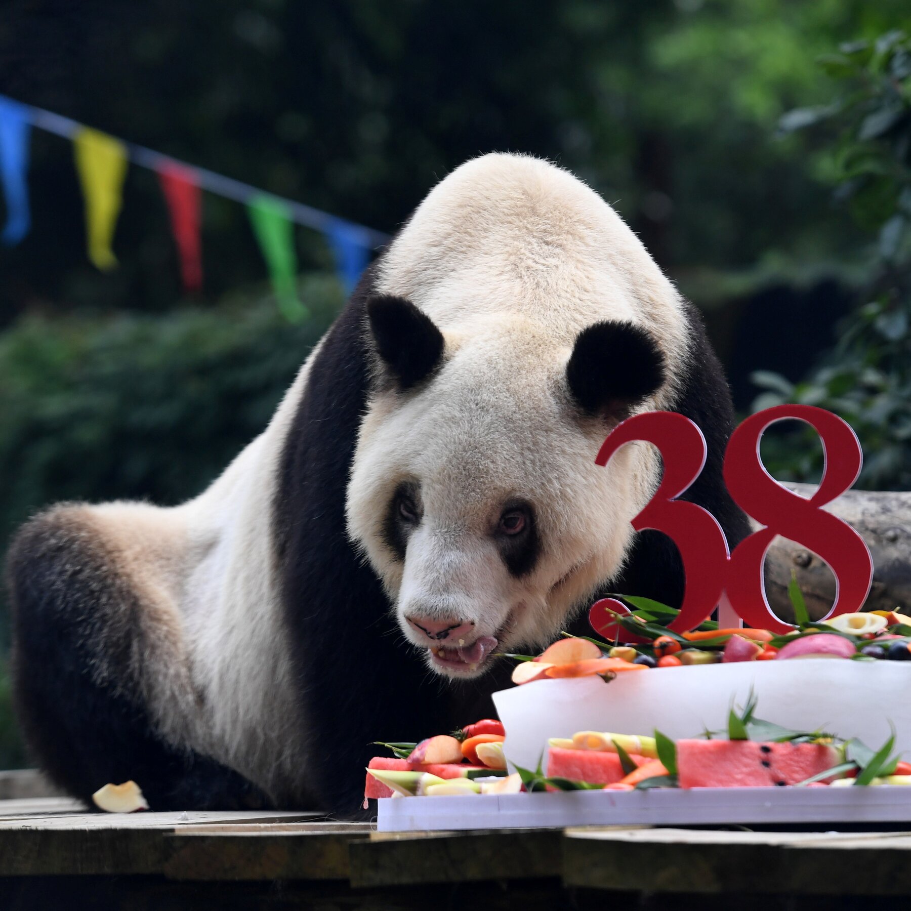 How old is Xin Xing from Chongqing Zoo?