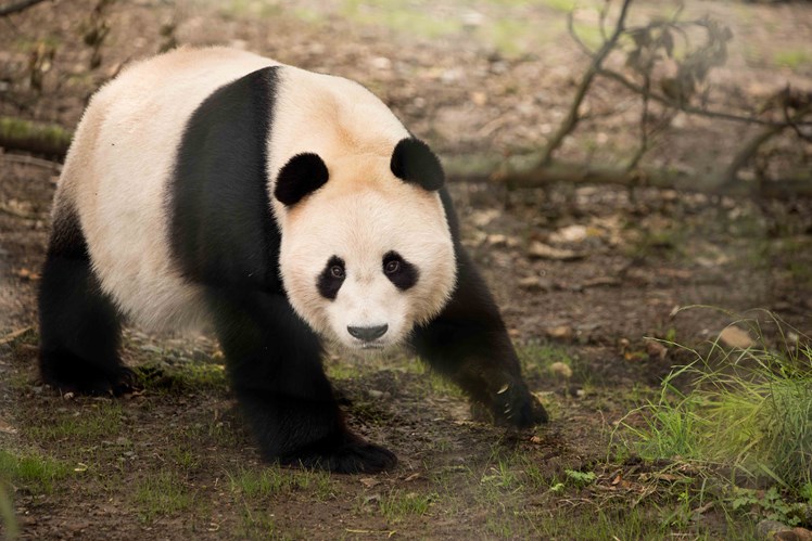 How old is Yang Guang panda?