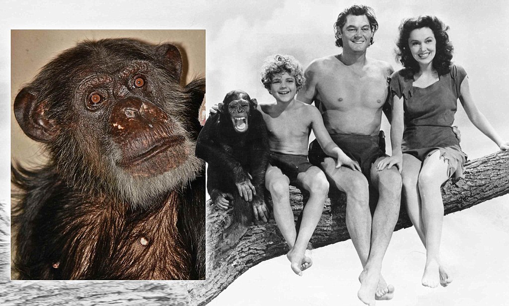 How old was chimp from Tarzan?