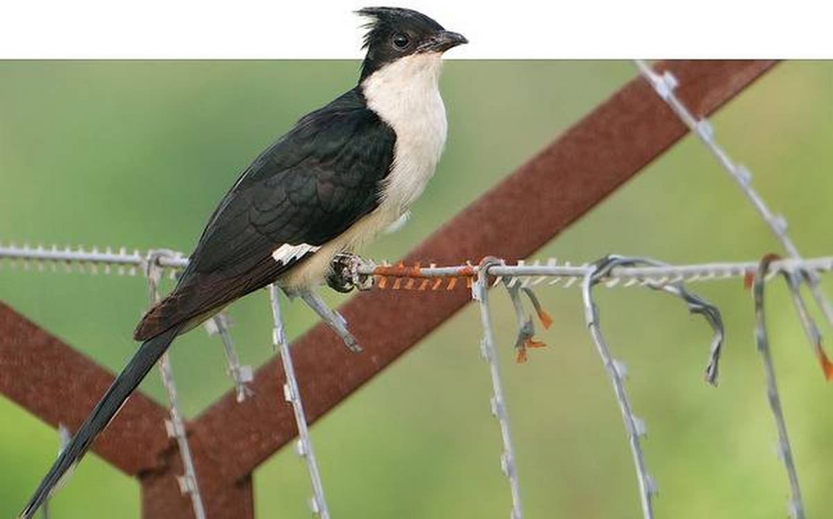 How pied crested cuckoo can live without water?