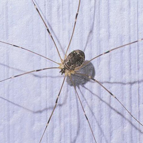 How poisonous are Daddy Long Legs?