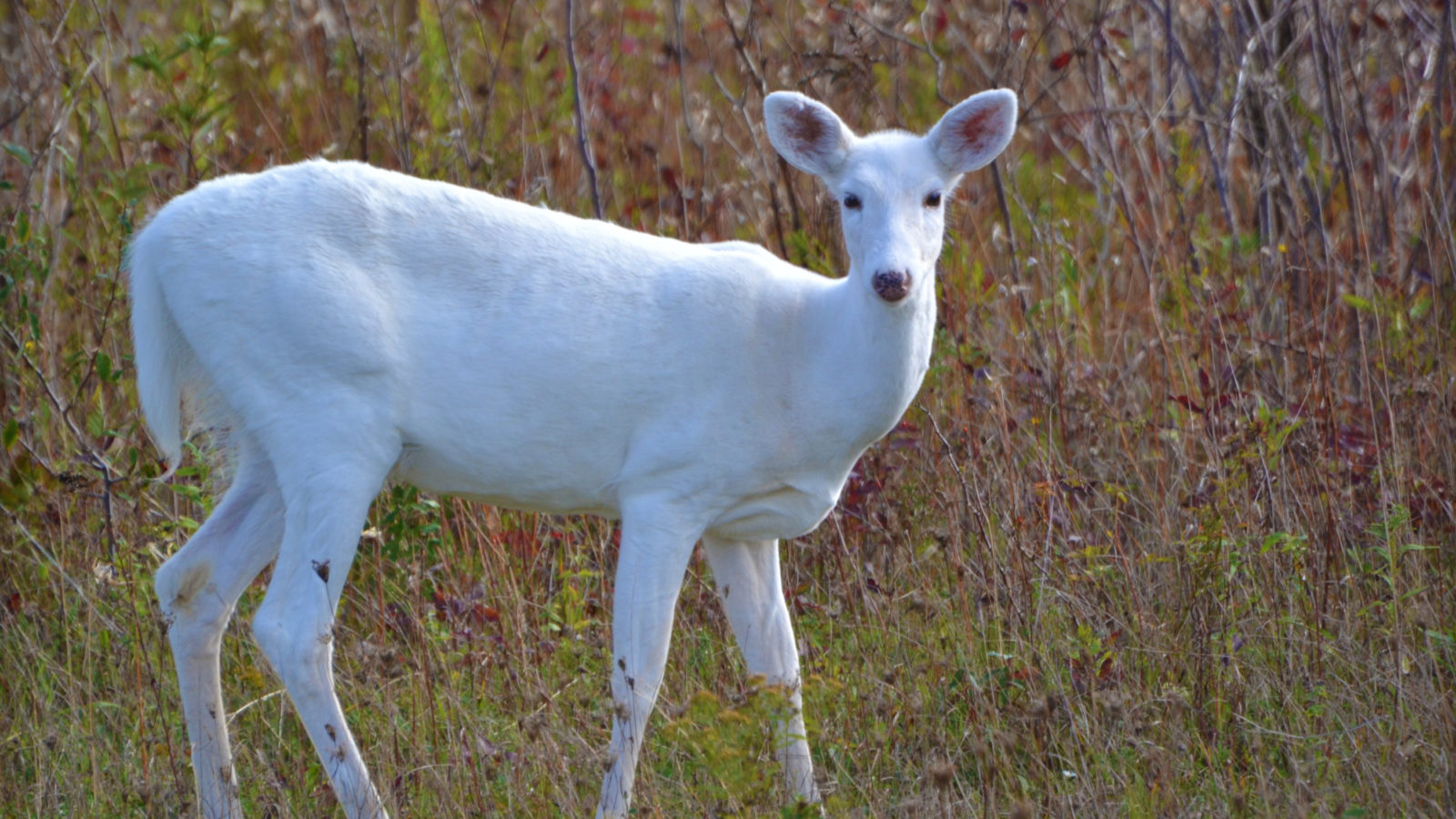How rare is a white whitetail deer?