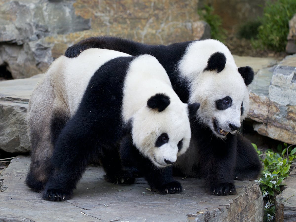 How should pandas be treated in the US?