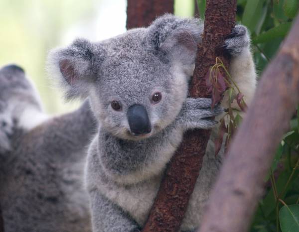 How similar are koalas to humans?