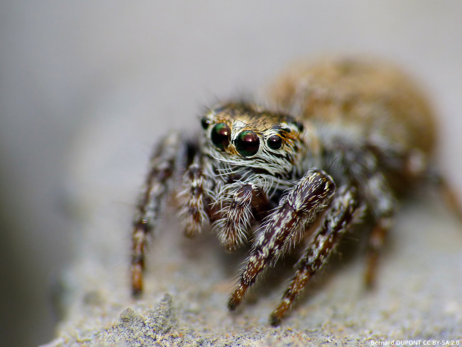How small is a jumping spider?