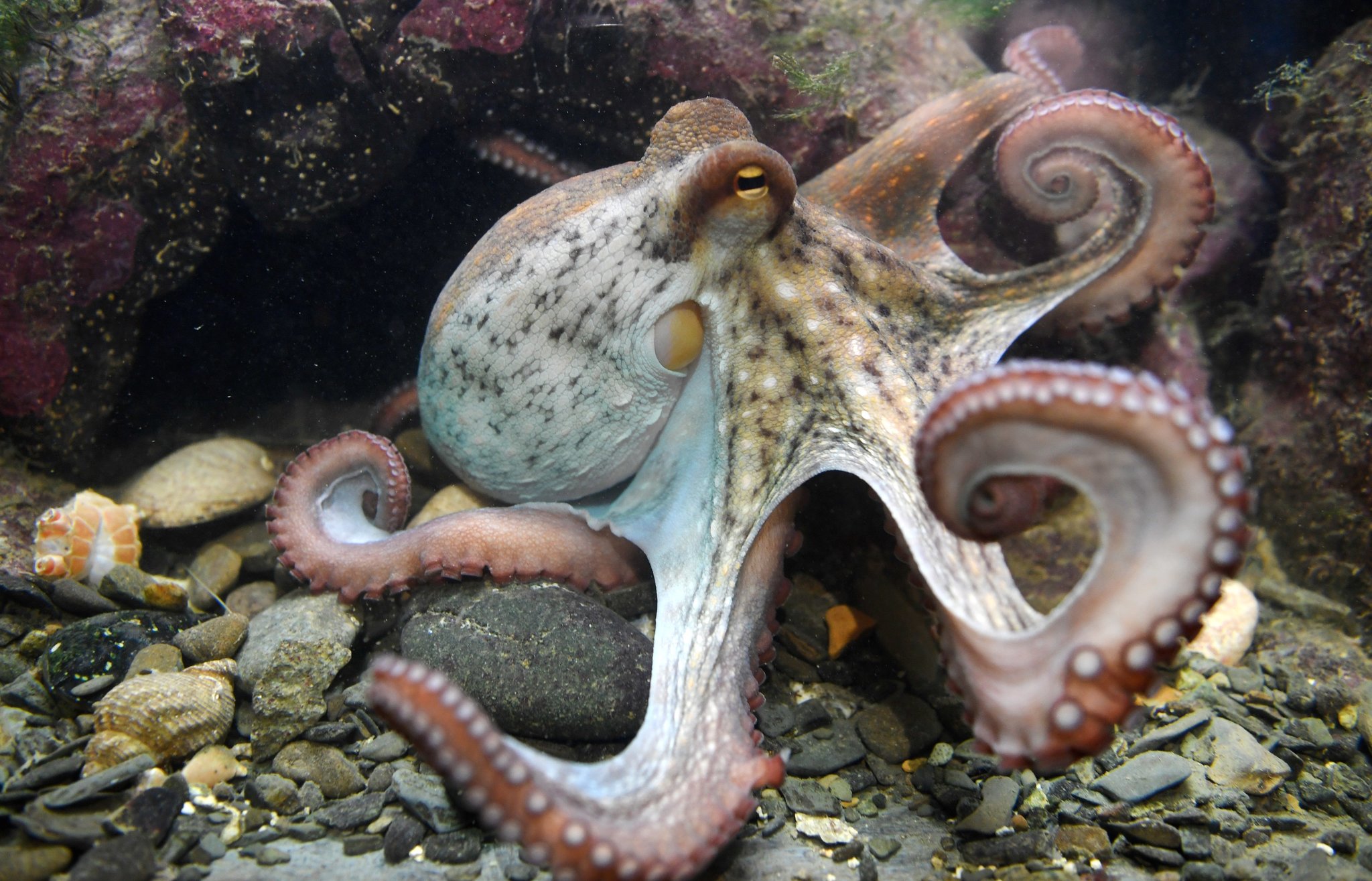 How smart is an octopus?