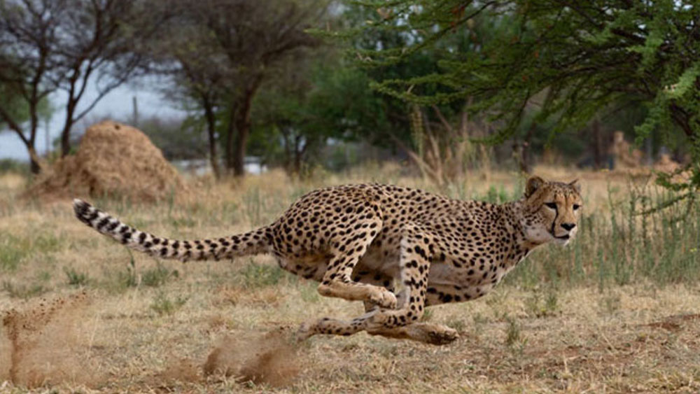How successful are cheetahs at hunting?