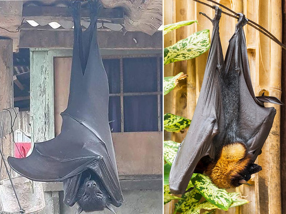 How tall is a flying fox bat?