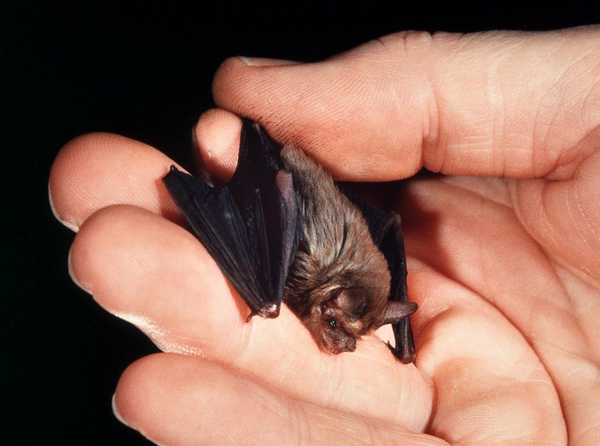 How tall is the bumblebee bat?