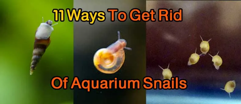 How to control snails in a fish tank?