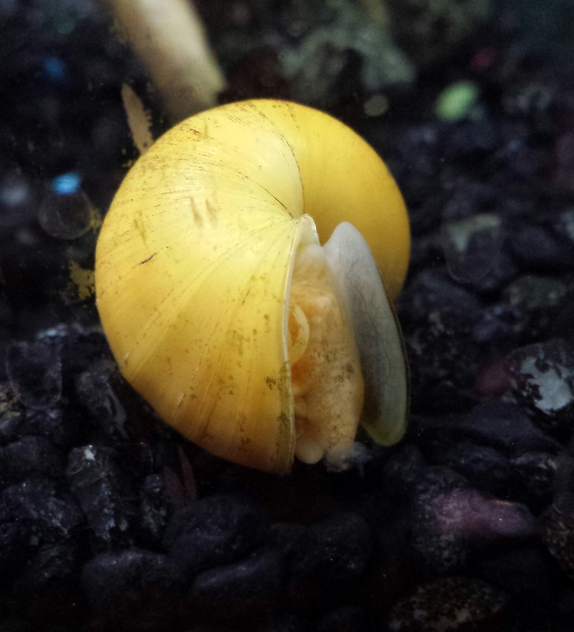 How to get rid of a dead snail in an aquarium?