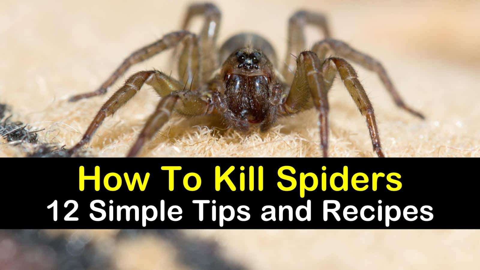 How to kill spiders with insecticide?